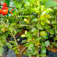 ( asli ) bibit cherry jepang hasil cangkok cepat berbuah bibit ceri jepang bibit cery jepang bibit c