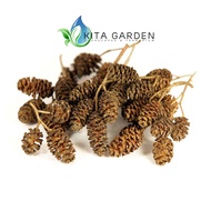 ALDER CONES (ERLENZAPFEN) HELPS SHRIMP TO REDUCE STRESS