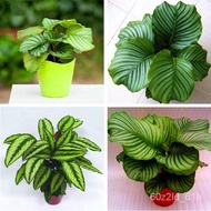 【COD】10pcs Rare Calathea Seeds Air Freshening Plants Seeds #SW2seeds FCGX