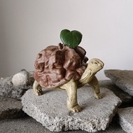 蘇卡達南非龜甲龍象龜