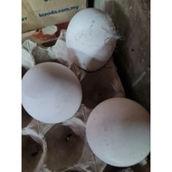 telur angsa grey and white