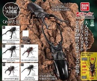萬代扭蛋 生物大圖鑒鍬形蟲第11彈 全套