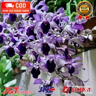 ( KNOP / SPIKE )  ANGGREK DENDROBIUM INDONESIARAYA BLUE-sudah Knop/Spike-DENDROBIUM