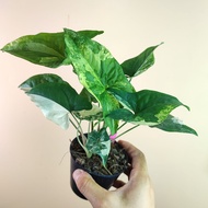 เงินไหลมาด่างขาว รากแน่น Syngonium Albo Variegated เงินไหลมา ไหลขาว ไหลมาด่างขาว