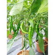 Pokok Cili Besar/Chili