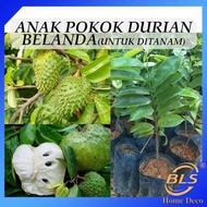 POKOK DURIAN BELANDA