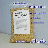 พันธุ์ข้าวเหนียวหอมนาคาชุดทดลอง1กิโลกรัม