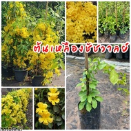 ต้นเหลืองชัชวาลย์ เป็นไม้เลื้อย สามารถปลูกทำซุ้มหรือทำแนวรั้วได้ ดอกมีสีเหลือง ออกดอกตลอดทั้งปีต้น พันธุ์แข็งแรงพร้อมปลูก