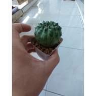 euphorbia gymnocalycioides