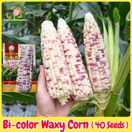 Sweet Glutinous Bi-color Corn Seeds for Planting (40 Seeds)  - F1 Hybrid Sugar Waxy Corn Seeds Sweet