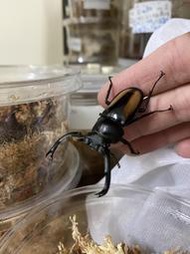 寮國黃金鹿角鍬形蟲成蟲成對可動模型、鍬形蟲、獨角仙、木屑、兜土