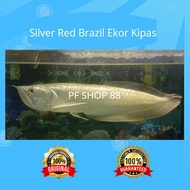 READY Ikan Arwana Silver Brazil size Medium