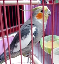 FALK GREY JANTAN