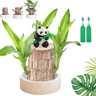 Brazilian Wood Plant Brazilian Lucky Tree Brazilian Wood Hydroponic Plant Brazilian Wood Potted Plan