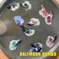 HALFMOON DUMBO (RANDOM) - IKAN LAGA , BETTA FISH