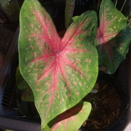 🔥KELADI RED FLASH CIK SITI🔥CALADIUM /BUNGA KELADI🔥