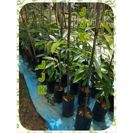 Anak Pokok Durian Duri HItam / Orchi / Ochee / D200 / Black Thorn