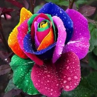 陽台室內四季易種活玫瑰花種子 盆栽花籽，品種：彩虹玫瑰