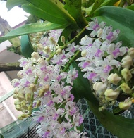 Phong lan ngọc điểm Giò ghép gỗ + Tặng 4 Cây Chè Xanh