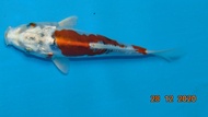 ikan koi benikiko import