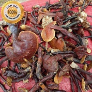 [HCM]500g Nấm linh xanh - Nấm linh chi - Loại rừng tây bắc