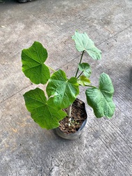 Buy1 Take1 TUBA TUBA (Herbal Plant NOT Seeds) with FREE garden soil. Real Plants not Seeds / Outdoor
