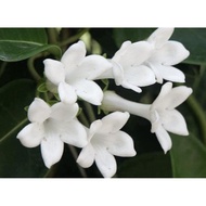Pokok Bunga Madagascar Jasmine Menjalar Bunga Wangi