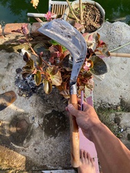 Parang keperluan ngebabad rumput pinggir sawah full baja