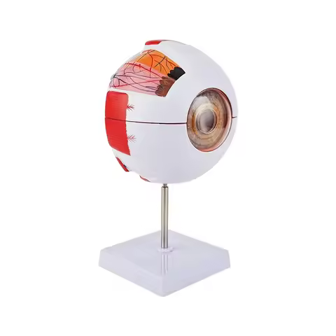 Eyeball Model Anatomical Eye Model Medical Learning And Teaching Instrument Medical Science Teaching