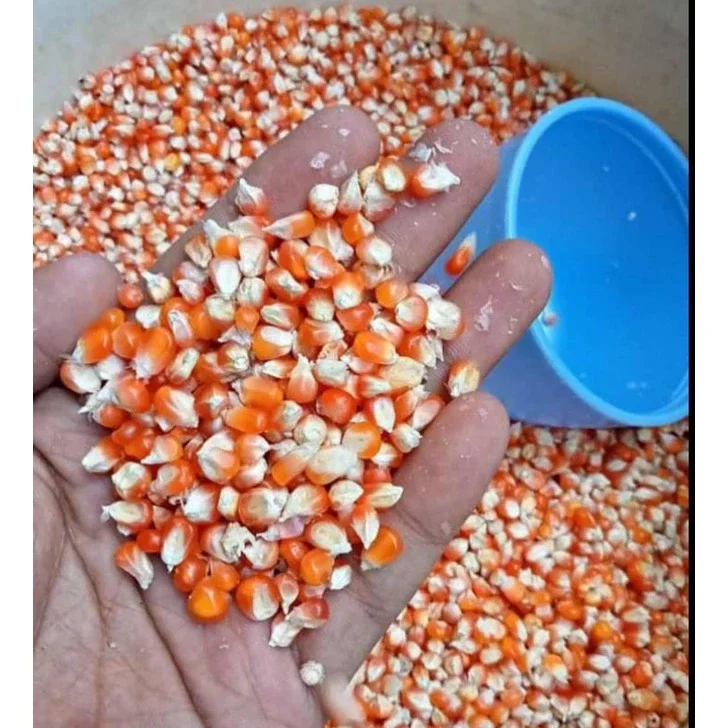 Jagung Kering Super / Jagung Kiloan