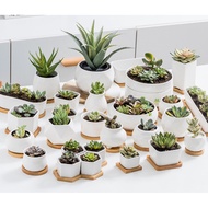 Ceramic Plant Pot &amp; Bamboo Base | Indoor &amp; Outdoor Succulent Planter | Cactus &amp; Small House Plant White Pots / Succulent
