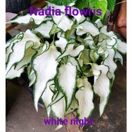 caladium white night/tanaman hias caladium white night remaja