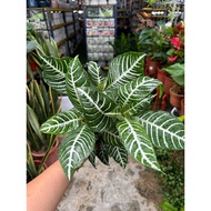 Indoor plant Aphelandra Zebra PT B72