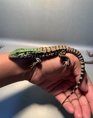 Terbaru Reptil - Baby Tegu Chacho / Baby Tegu / Reptil Tegu