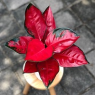 Aglaonema suksom jaipong / Aglonema merah suksom jaipong florist