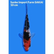 Ikan Koi Sanke Import Farm SAKAI Murah serti ikan berserty KOI Jepang