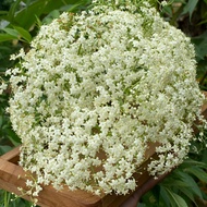 ELDER FLOWER SINUSITIS MEDICINE