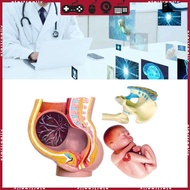 STA Female Pregnant Pelvis Section Model Fetal Development 9Th Month Pelvic Model