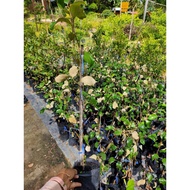 [NEW] Pokok Bidara Epal buah Besar