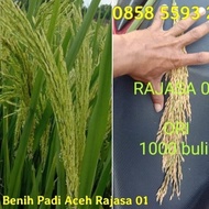 Benih Padi unggul Rajasa 01 bibit padi 5kg (',') - 5kg terbatas