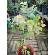 Pokok Blueberry / Pokok Blueberry