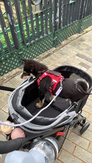 狗狗寵物推車 適合小型犬