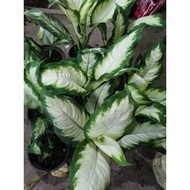 AGLAONEMA VARIETIES (Iba't ibang klase ng Aglaonema)