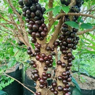 bibit Dongkelan Anggur Pohon Preco berbuah / Berbunga