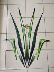 STICKER STRIPING FULLSET LIS LIST BODY MOTOR YAMAHA XEON 125 KARBU TAHUN 2010 WARNA HIJAU HITAM