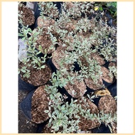African Talisay Variegated small size only ● ✙✷