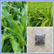 ✸ ▬ ▤ Maramais Forage Grass Seeds