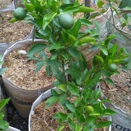 ready bibit tanaman buah jeruk dekopon sudah berbuah asli high quality