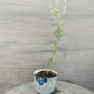 小品盆栽--多花性迷你薔薇 植物 盆栽