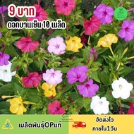 9 บาท ถูกที่สุด เมล็ดพันธุ์ดอกบานเย็น คละสี